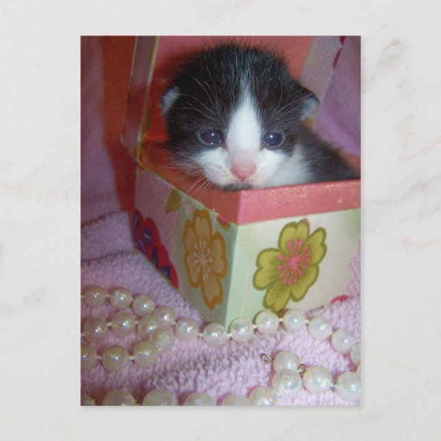 2 week kitten postcard (Front)