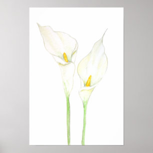 2 white calla lily watercolor poster