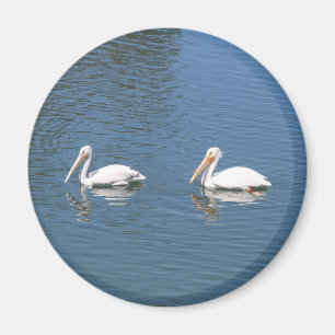 2 white pelicans magnet