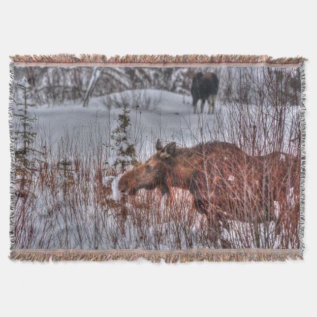 2 Wild Canadian Moose in Winter Snow I Throw Blanket (Front)