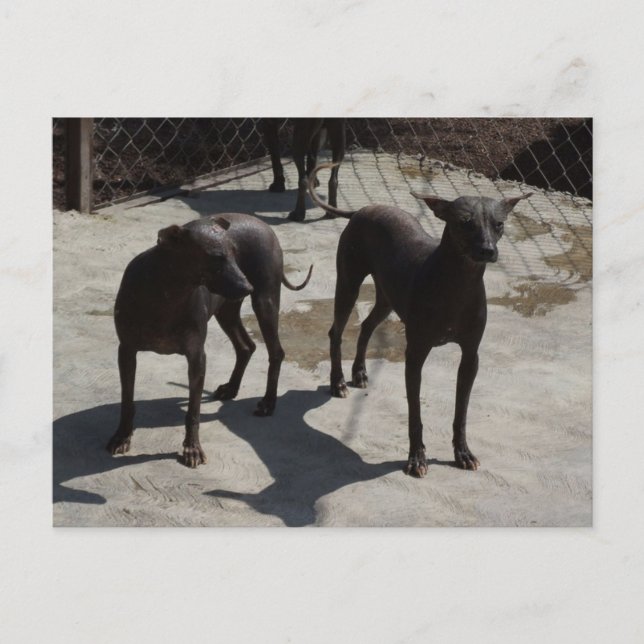 2 xolos postcard (Front)