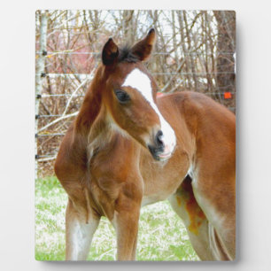 2CUTE HORSE FOAL BABY PONY PLAQUE