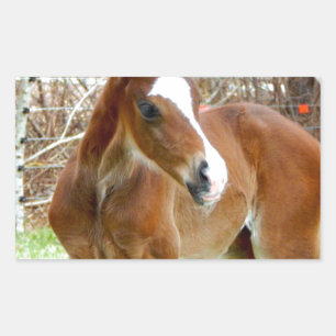 2CUTE HORSE FOAL BABY PONY RECTANGULAR STICKER