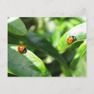 2ladybirdspostcard postcard