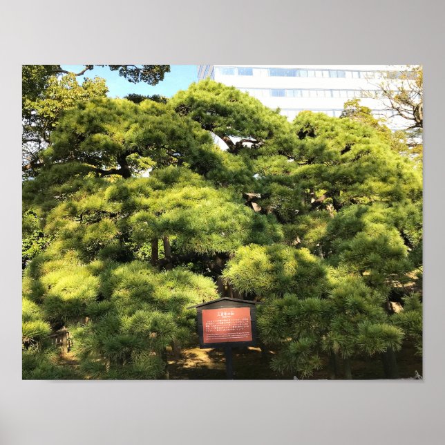 300 Year Old Pine Trees Poster (Front)