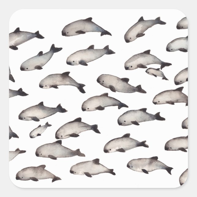 30 vaquita porpoise dolphin square sticker (Front)