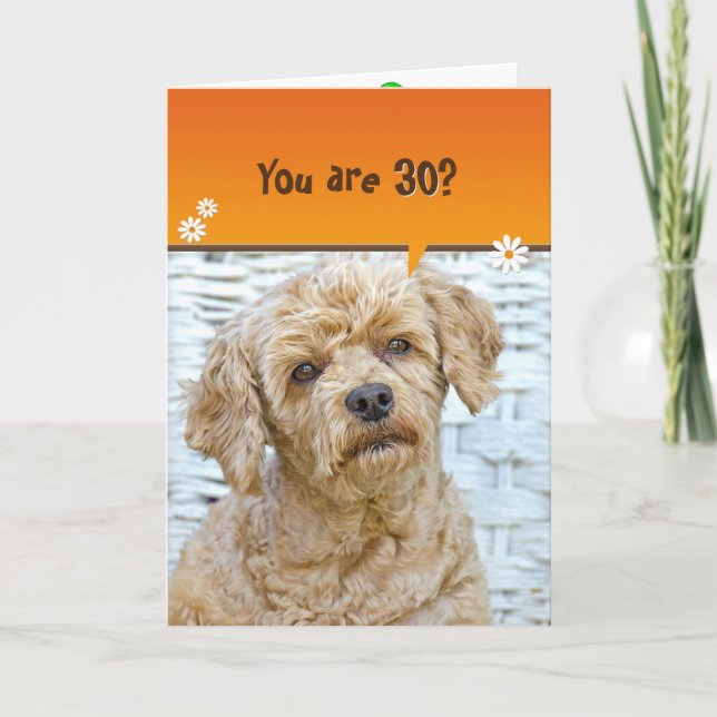 30th birthday brown poodle on wicker card (Front)