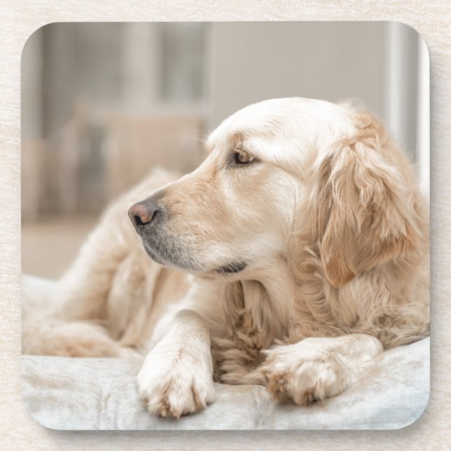 34137641_xxl coaster (Front)