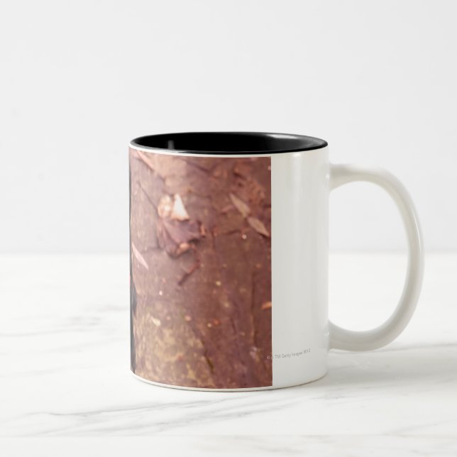 34 Week Old Black Lab Two-Tone Coffee Mug (Right)