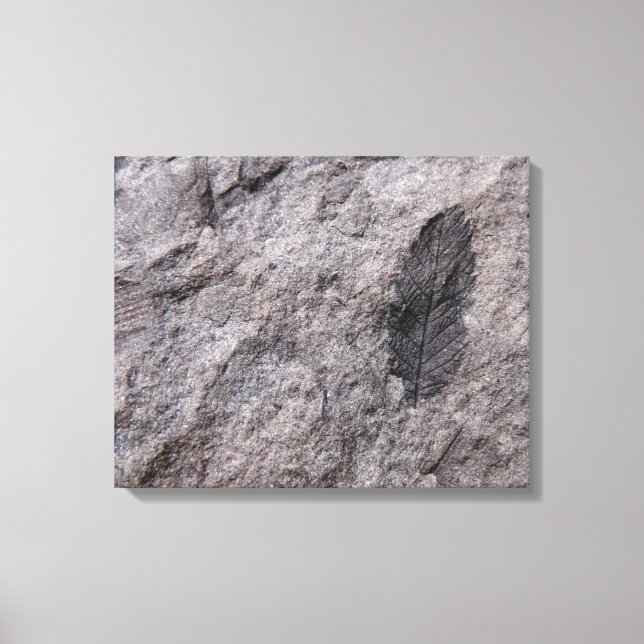 350 Million Yr. Old Plant Fossil Photo Print (Front)