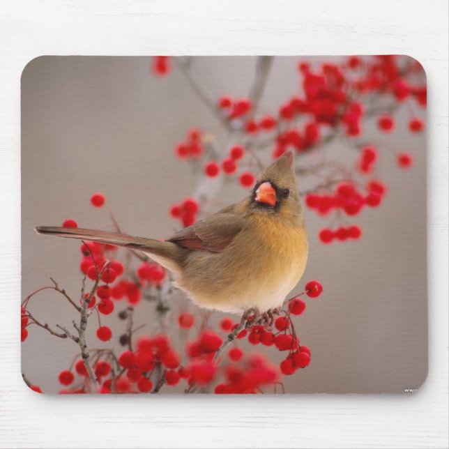 350 MOUSE MAT (Front)
