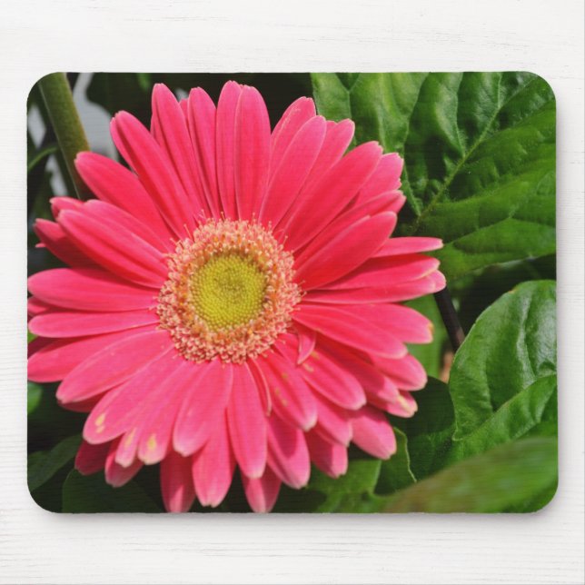 365flower Gerbera Daisies Mouse Mat (Front)
