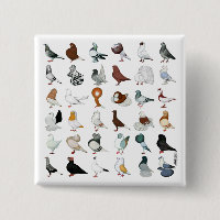 36 Pigeon Breeds