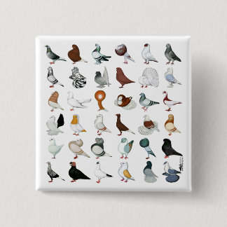 36 Pigeon Breeds 15 Cm Square Badge