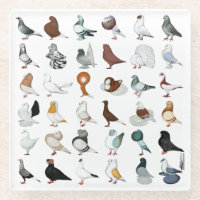 36 Pigeon Breeds