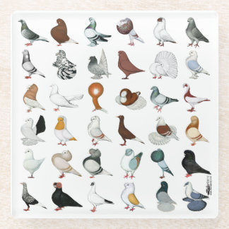 36 Pigeon Breeds Glass Coaster