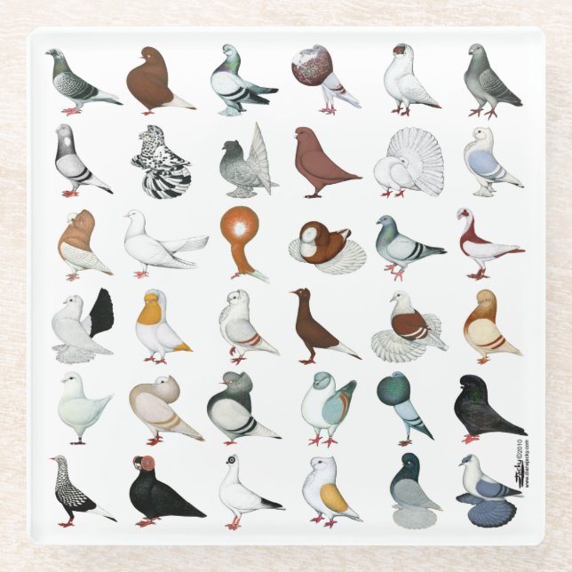 36 Pigeon Breeds Glass Coaster (Front)