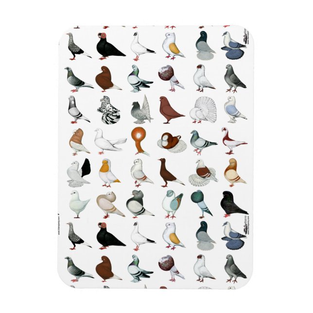 36 Pigeon Breeds Magnet (Vertical)