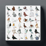 36 Pigeon Breeds Plaque<br><div class="desc">The world is full of hundreds of varieties and colours of domestic pigeons... here is but a sample!</div>