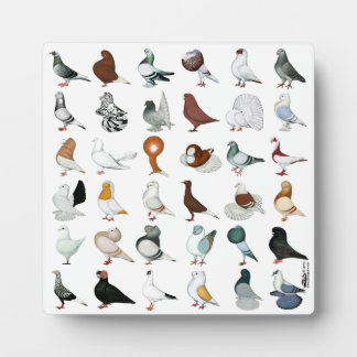 36 Pigeon Breeds Plaque