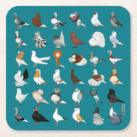 36 Pigeon Breeds