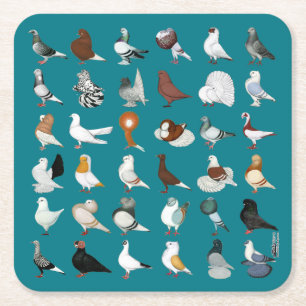 36 Pigeon Breeds Square Paper Coaster