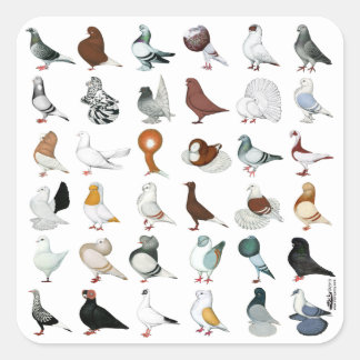 36 Pigeon Breeds Square Sticker