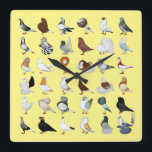 36 Pigeon Breeds Square Wall Clock<br><div class="desc">The world is full of hundreds of varieties and colours of domestic pigeons... here is but a sample!</div>