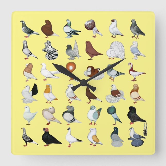 36 Pigeon Breeds Square Wall Clock (Front)