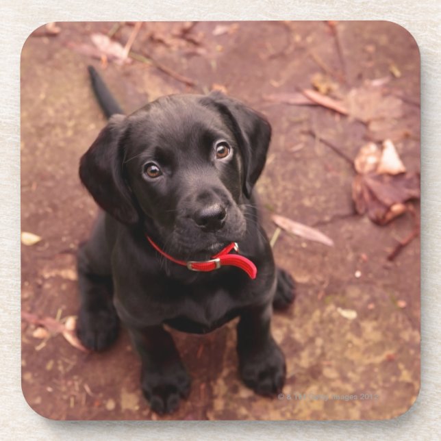 36 Week Old Black Lab Coaster (Front)
