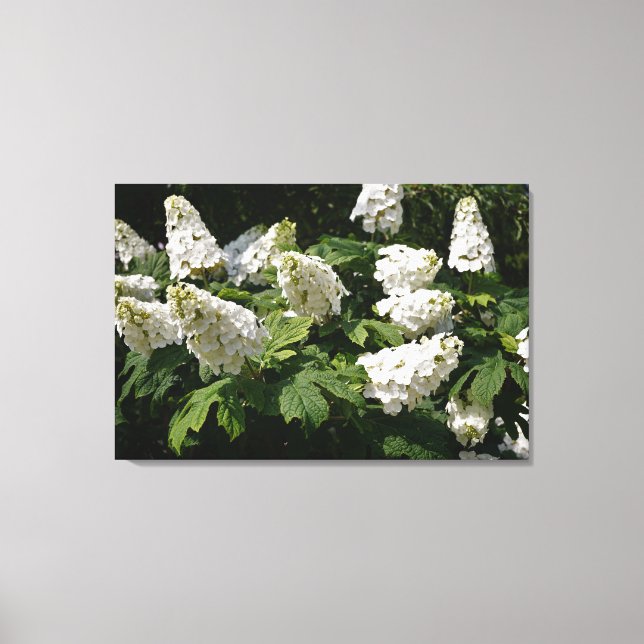 36"x24" Oakleaf Hydrangea Canvas Print (Front)