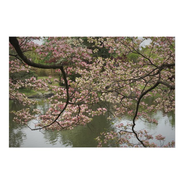 36"x24" Pink Dogwood Photo Print (Front)