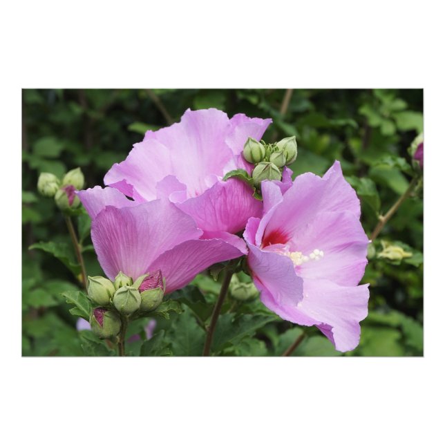 36"x24" Rose of Sharon Photo Print (Front)