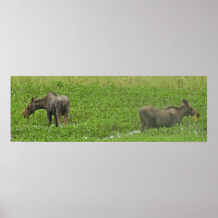 36x12 Poster Paper (Matte) of moose