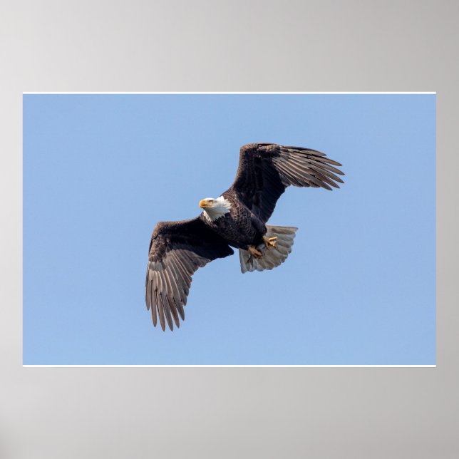 36x24 Bald Eagle in flight Poster (Front)