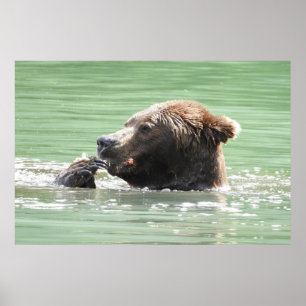 36x24 Poster Paper (Matte) of grizzly bear