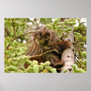 36x24 Poster Paper (Matte) of porcupine