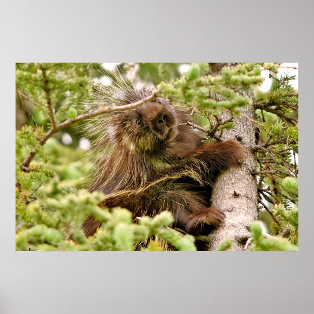 36x24 Poster Paper (Matte) of porcupine (Front)