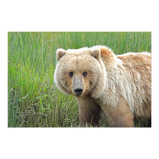 36x24 Satin photo of grizzly bear (Front)