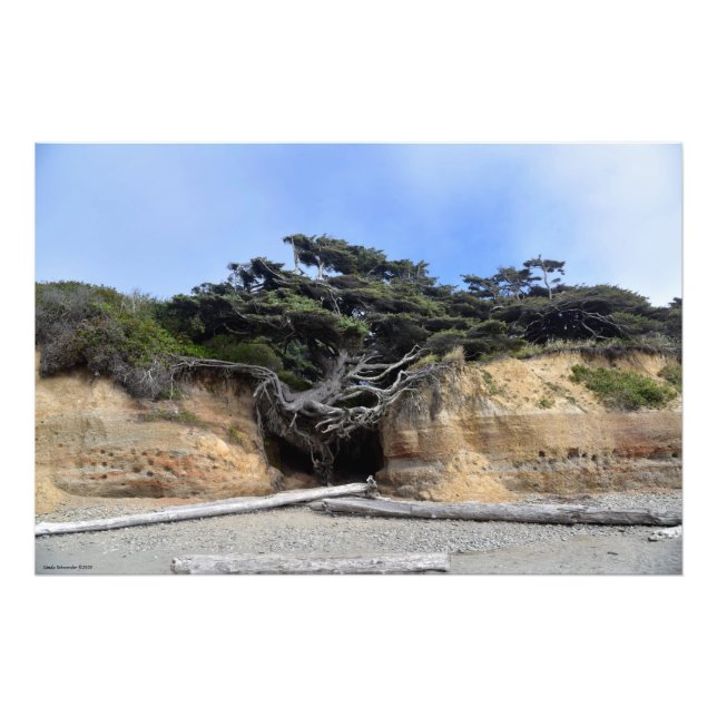 36X24 Tree of Life - Kalaloch, WA Photo Print (Front)