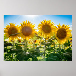 36x24 Wall Poster