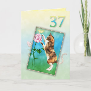 37th Birthday with a playful cat Card