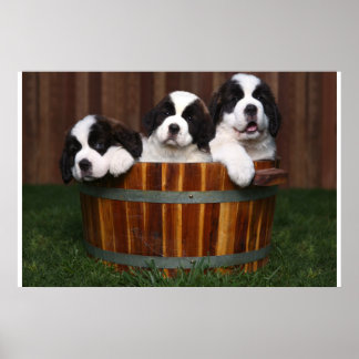 3 Adorable Saint Bernard Puppies in a Barrel Poster