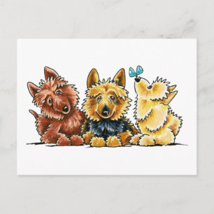 3 Australian Terriers Postcard