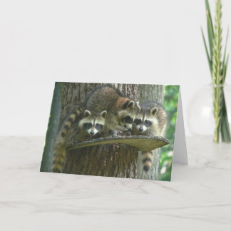 3 Baby Raccoons Card