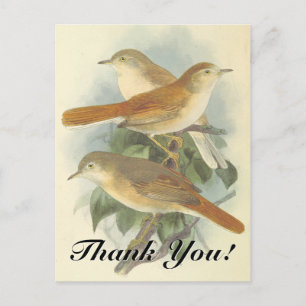 3 Birds Perched on a Branch "Thank You!" Postcard