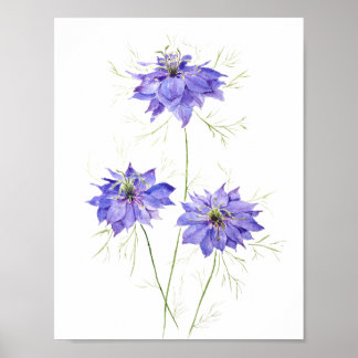 3 blue purple nigella flower flowers wildflower  poster