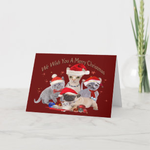 3 cats and pug cards