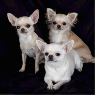 3 chihuahuas photo sculpture key ring
