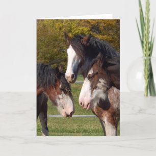 3 Clydesdale heads Card